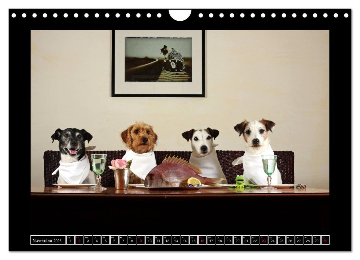 Bild: 9783435758555 | Parson Russell Terrier (Wandkalender 2025 DIN A4 quer), CALVENDO...