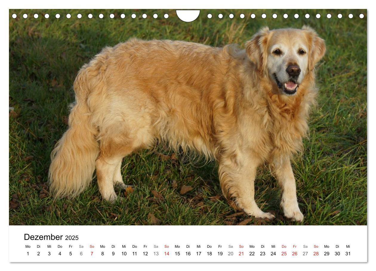 Bild: 9783435841028 | Golden Retriever Power (Wandkalender 2025 DIN A4 quer), CALVENDO...