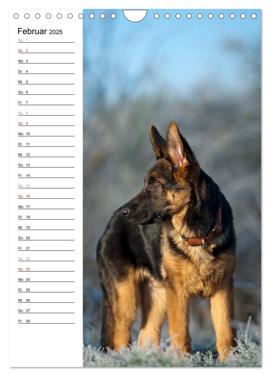 Bild: 9783457008874 | Deutscher Schäferhund - unser bester Freund (Wandkalender 2025 DIN...