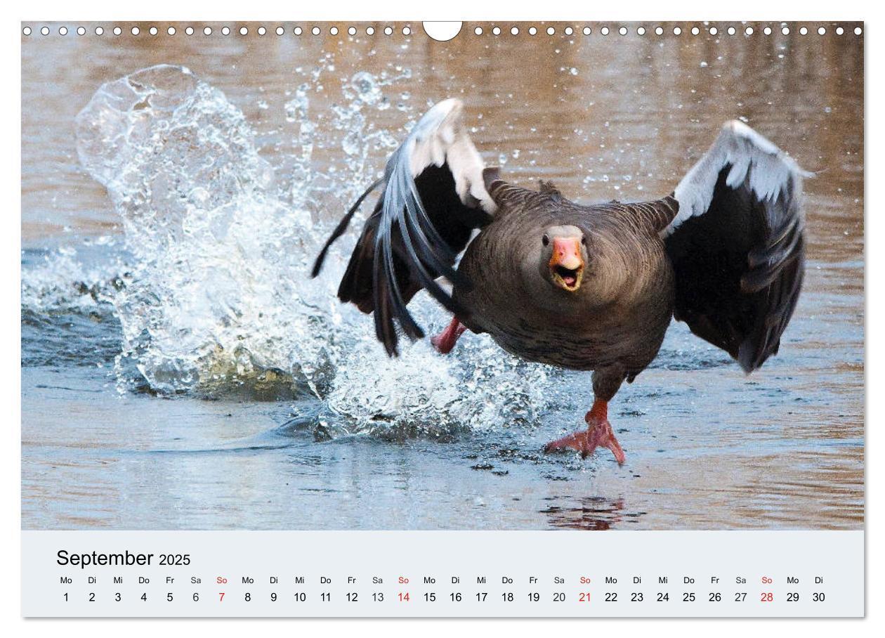 Bild: 9783435316380 | Gänse. Von wegen dumme Gans! (Wandkalender 2025 DIN A3 quer),...