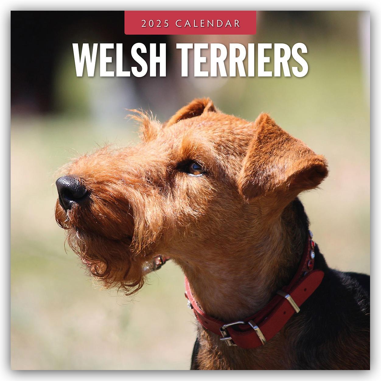 Cover: 9781804425213 | Welsh Terriers - Welsh Terrier 2025 - 16-Monatskalender | Robin Red