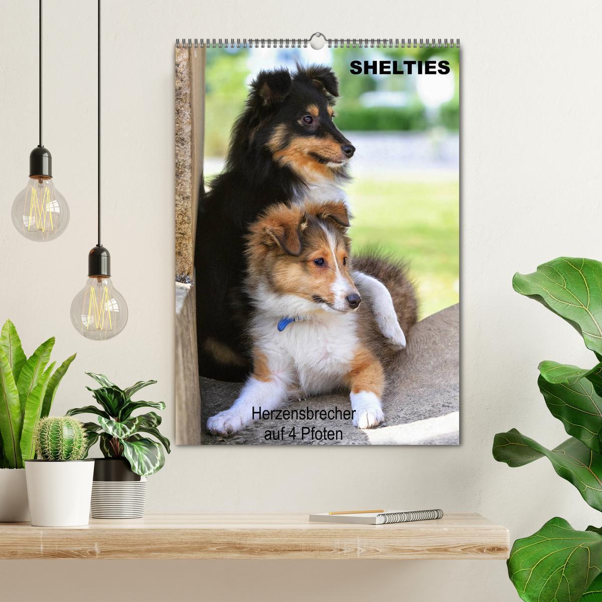 Bild: 9783457012536 | SHELTIES Herzensbrecher auf 4 Pfoten (Wandkalender 2025 DIN A2...