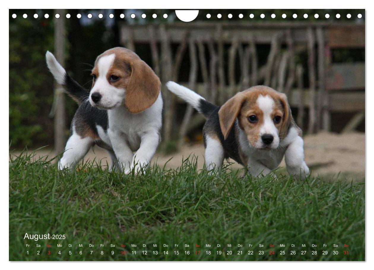 Bild: 9783435746859 | Beagle (Wandkalender 2025 DIN A4 quer), CALVENDO Monatskalender | Berg