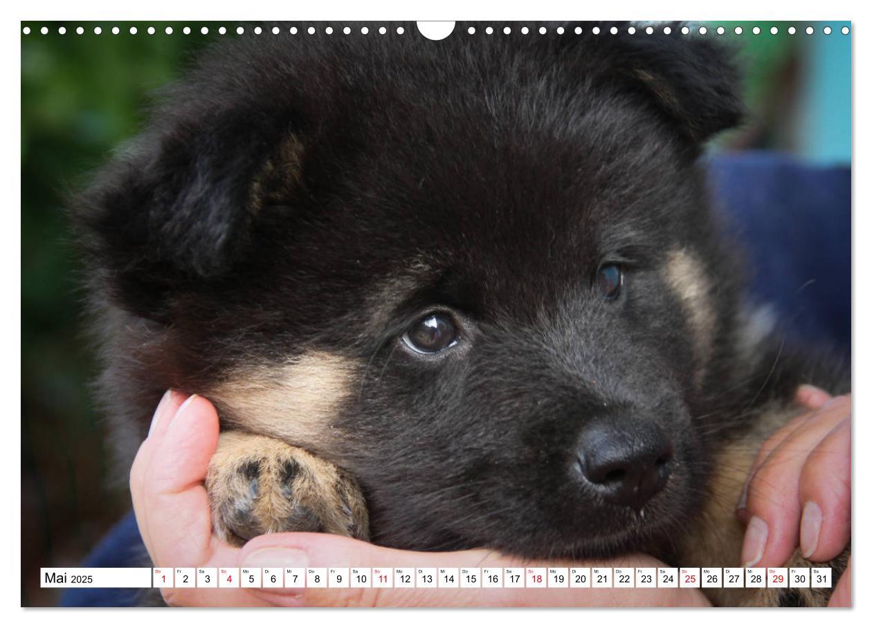 Bild: 9783435335367 | Eurasier, der Hund im Wolfspelz (Wandkalender 2025 DIN A3 quer),...