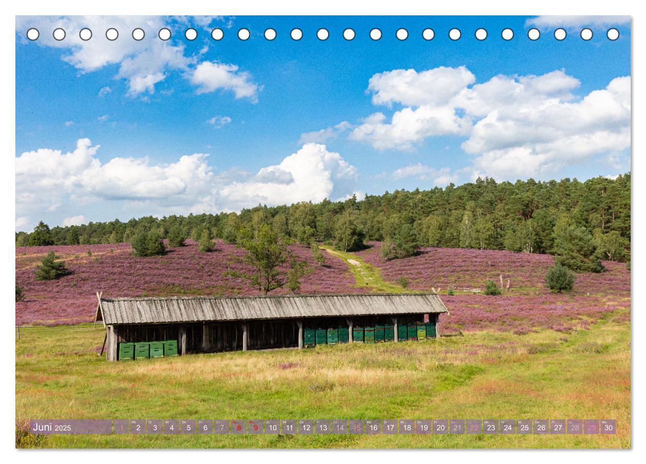 Bild: 9783383831355 | Im Blütenrausch der Lüneburger Heide (Tischkalender 2025 DIN A5...