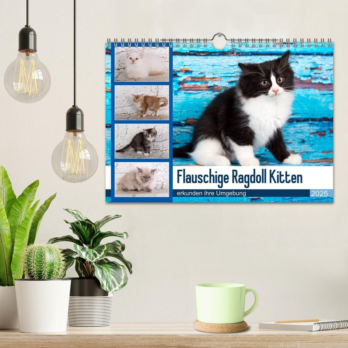 Bild: 9783435341627 | Flauschige Ragdoll Kitten (Wandkalender 2025 DIN A4 quer), CALVENDO...