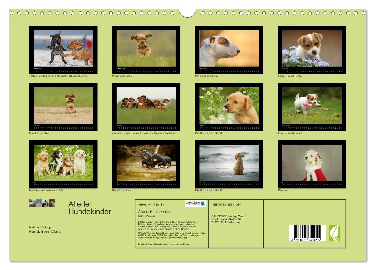 Bild: 9783435641055 | Allerlei Hundekinder (Wandkalender 2025 DIN A3 quer), CALVENDO...