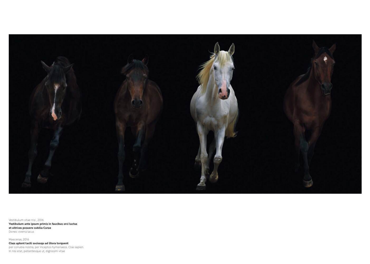 Bild: 9783716518564 | Stars | Equine Portraits | Silvio Maraini | Buch | Deutsch | 2019