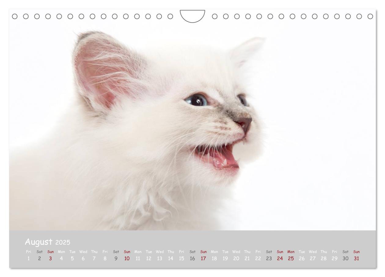 Bild: 9781325962532 | Amazing Ragdoll Kittens (Wall Calendar 2025 DIN A4 landscape),...