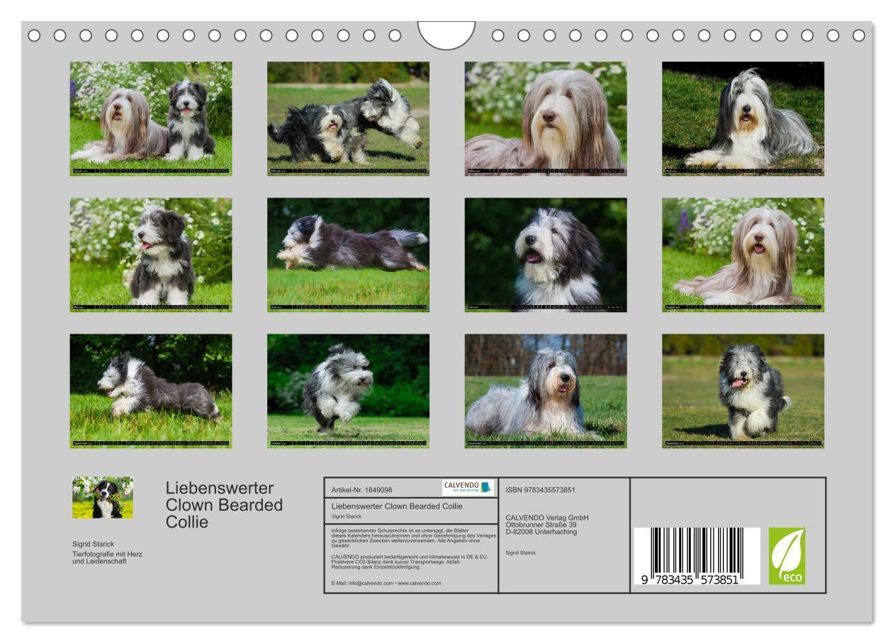 Bild: 9783435573851 | Liebenswerter Clown Bearded Collie (Wandkalender 2025 DIN A4 quer),...