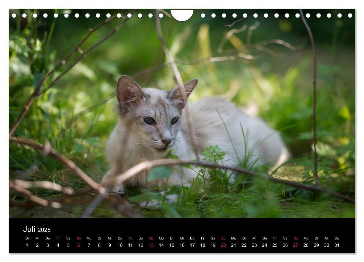 Bild: 9783435730070 | Orientalische Katzen (Wandkalender 2025 DIN A4 quer), CALVENDO...