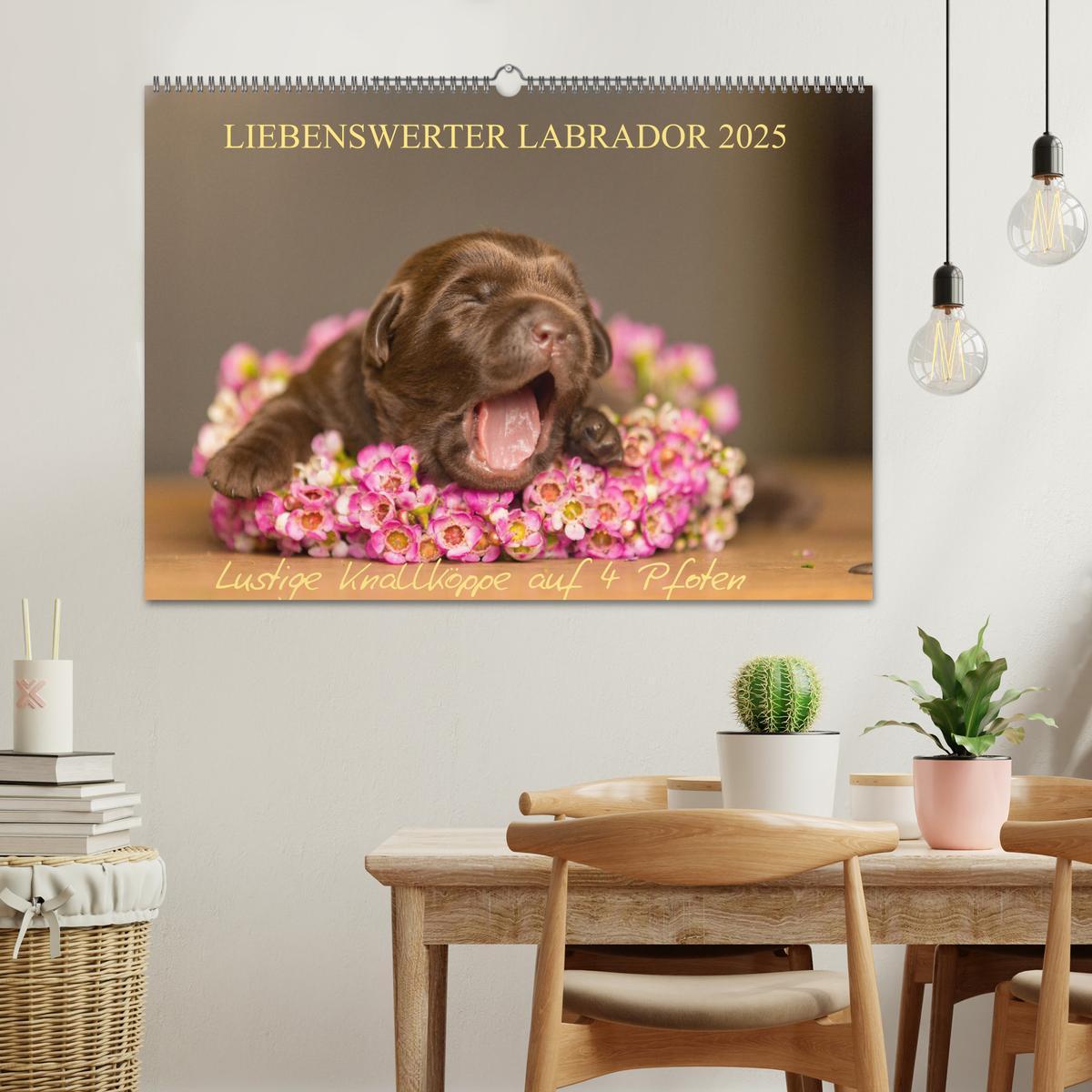 Bild: 9783435531554 | Liebenswerter Labrador 2025 (Wandkalender 2025 DIN A2 quer),...