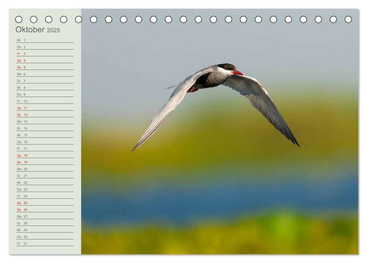 Bild: 9783435097760 | Donaudelta - Tierparadies am Schwarzen Meer (Tischkalender 2025 DIN...