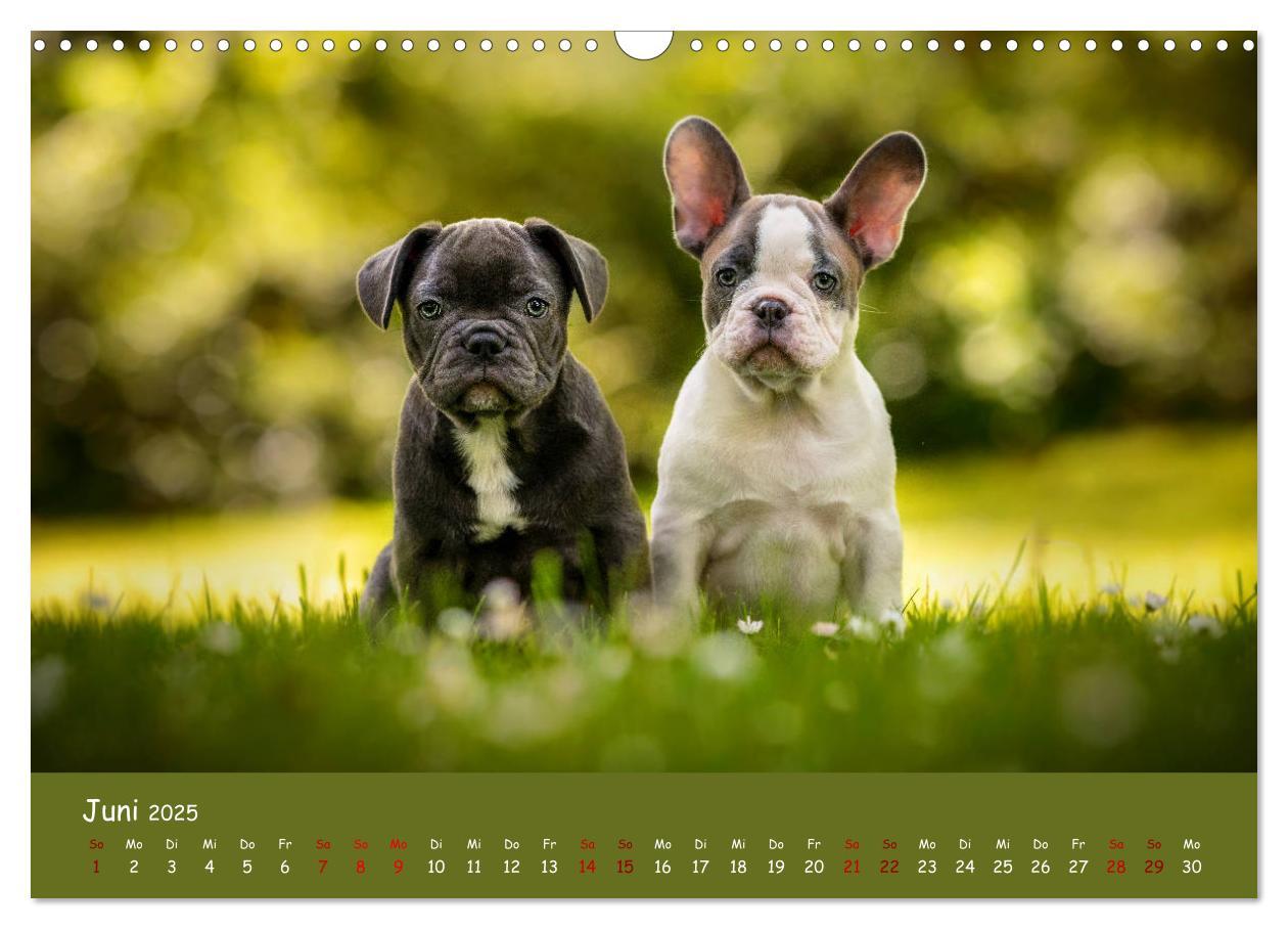 Bild: 9783435222155 | Französische Bulldogge - Clowns auf vier Pfoten (Wandkalender 2025...