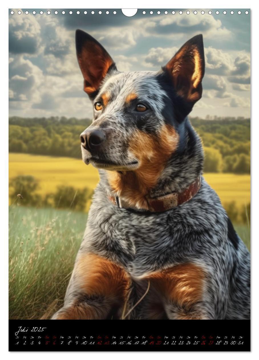 Bild: 9783435877072 | Australian Cattle Dogs (Wandkalender 2025 DIN A3 hoch), CALVENDO...