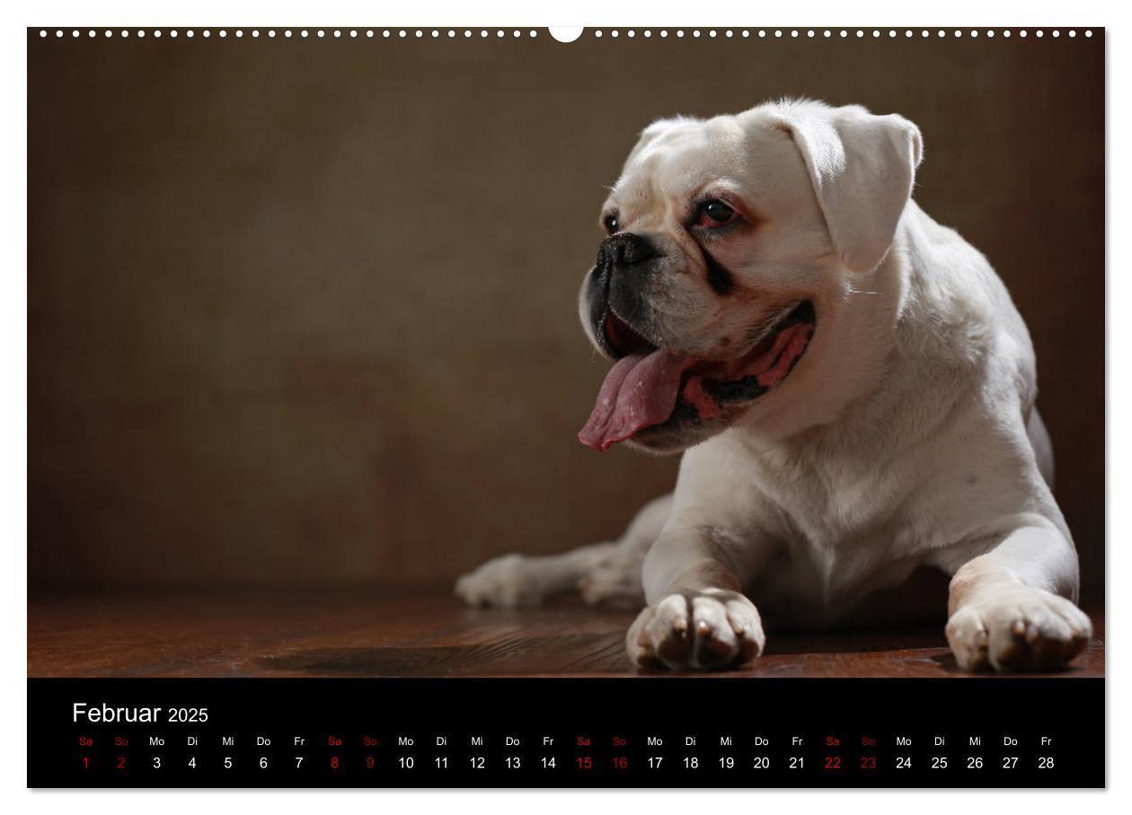 Bild: 9783435435876 | Liebenswerte Boxer (Wandkalender 2025 DIN A2 quer), CALVENDO...