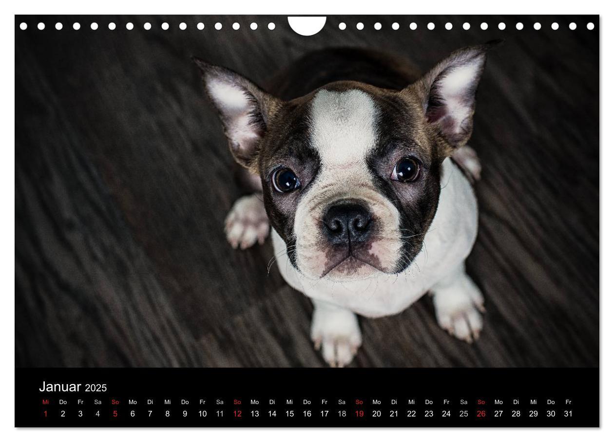 Bild: 9783435614318 | Colored Boston Terrier 2025 (Wandkalender 2025 DIN A4 quer),...