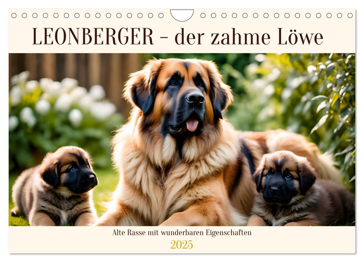 Cover: 9783457244487 | Leonberger - der zahme Löwe (Wandkalender 2025 DIN A4 quer),...