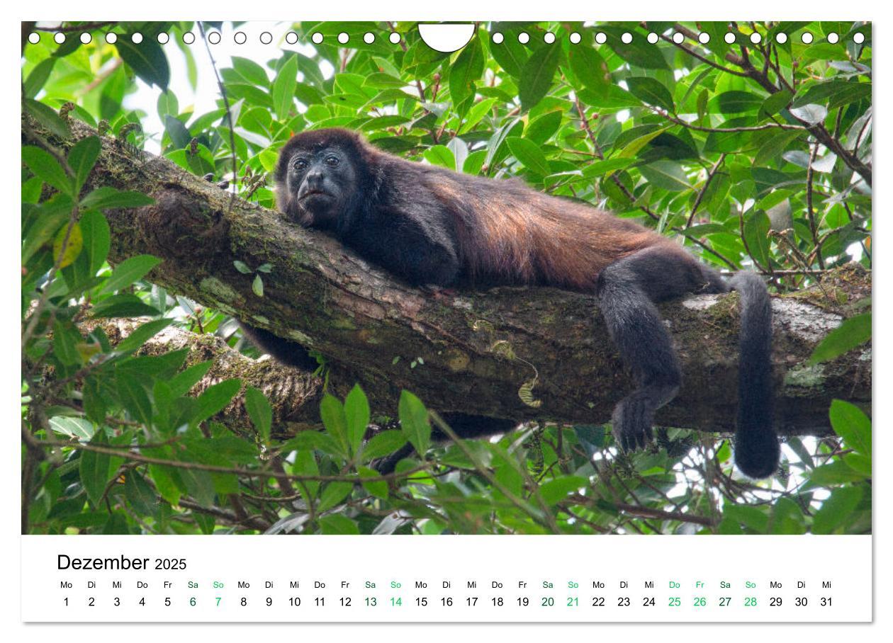 Bild: 9783383980756 | Costa Rica - Tropische Tierwelt (Wandkalender 2025 DIN A4 quer),...