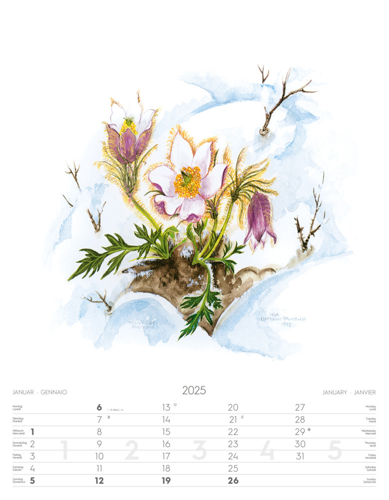 Bild: 9788868397432 | Alpenblumen-Aquarelle Kalender 2025 | Athesia-Tappeiner Verlag | 14 S.