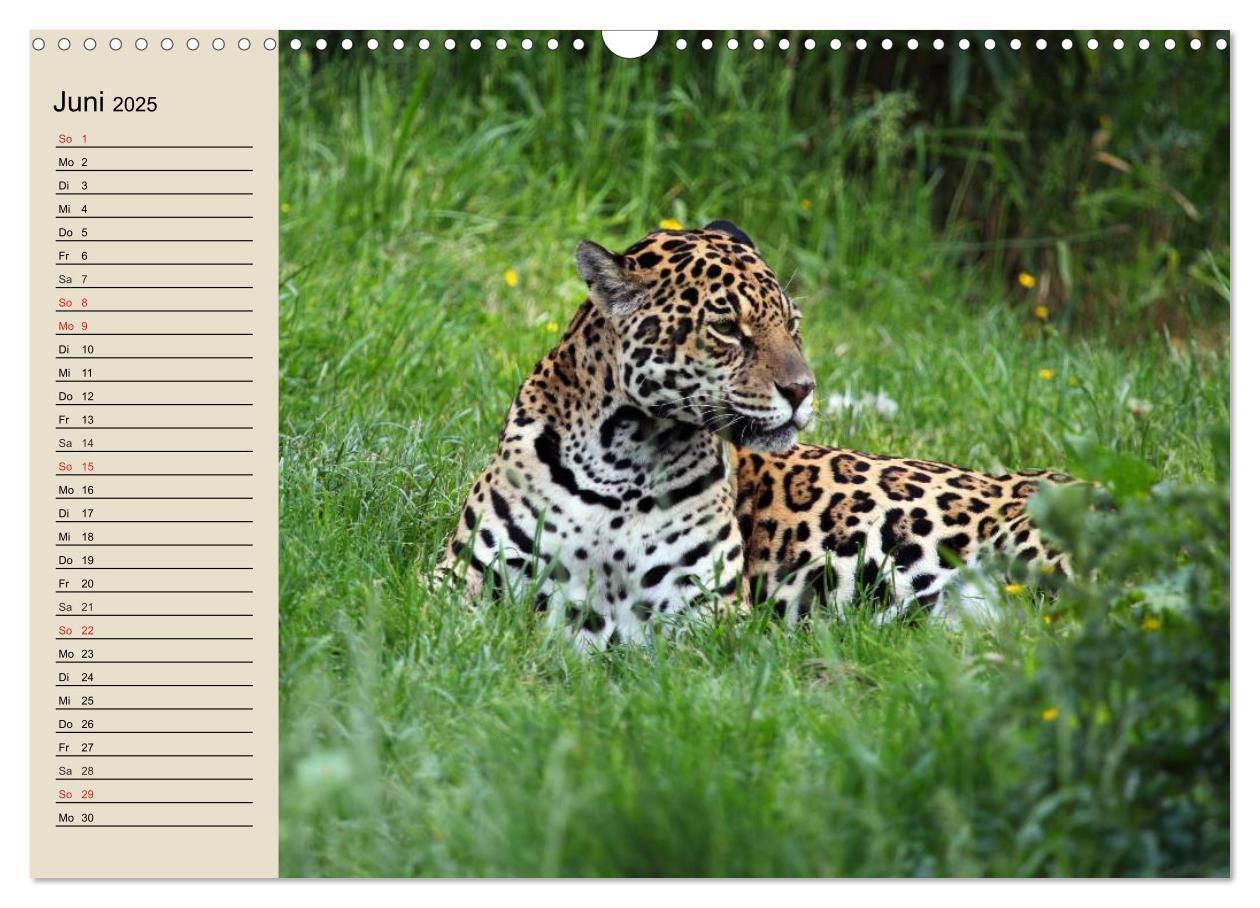 Bild: 9783435526031 | Regenwald. Tiere im Dschungel (Wandkalender 2025 DIN A3 quer),...