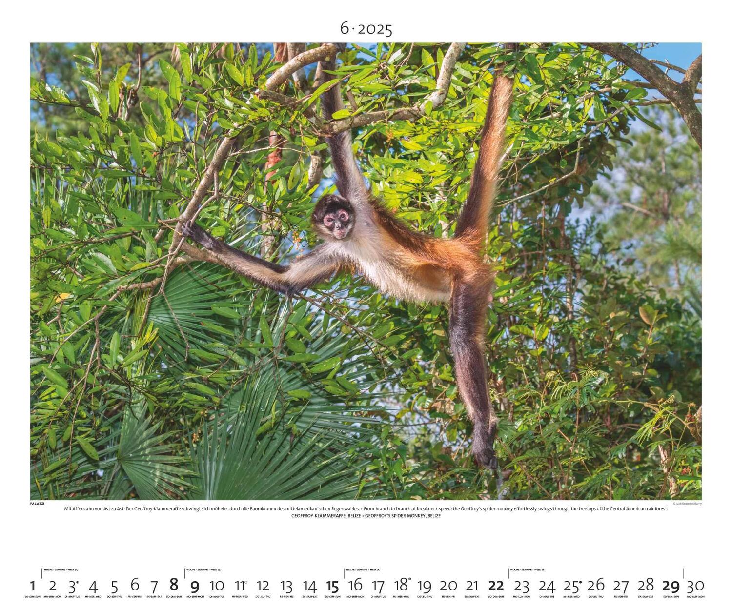 Bild: 4251734300768 | Regenwald 2025 - Bild-Kalender - Poster-Kalender - 60x50 | Rainforest