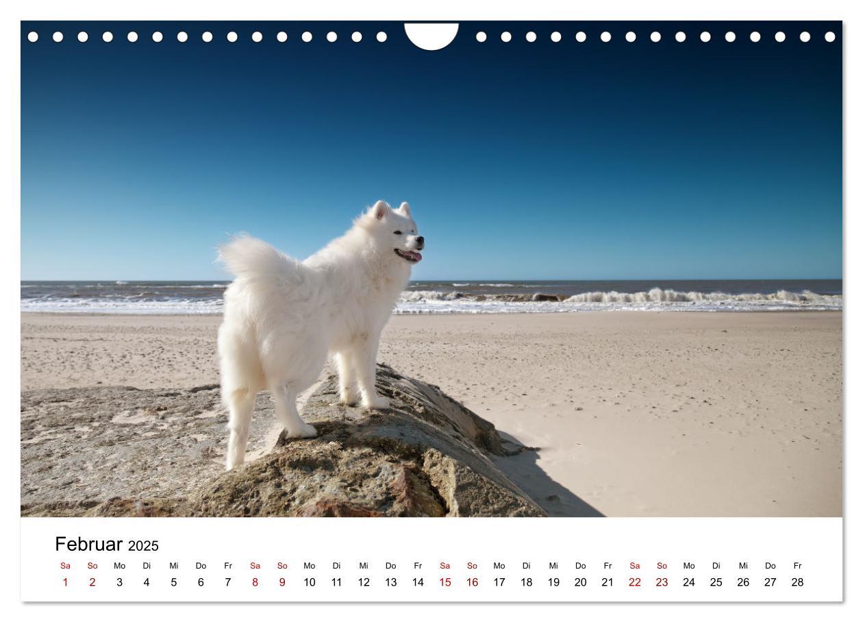 Bild: 9783435014439 | Ein Samojede am Meer (Wandkalender 2025 DIN A4 quer), CALVENDO...