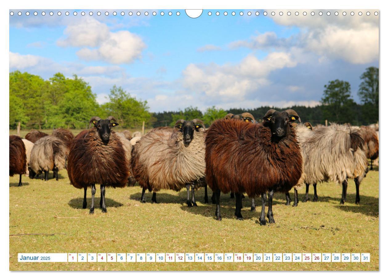 Bild: 9783383969638 | Heidschnucken und Ziegen die tierischen Landschaftspfleger der...