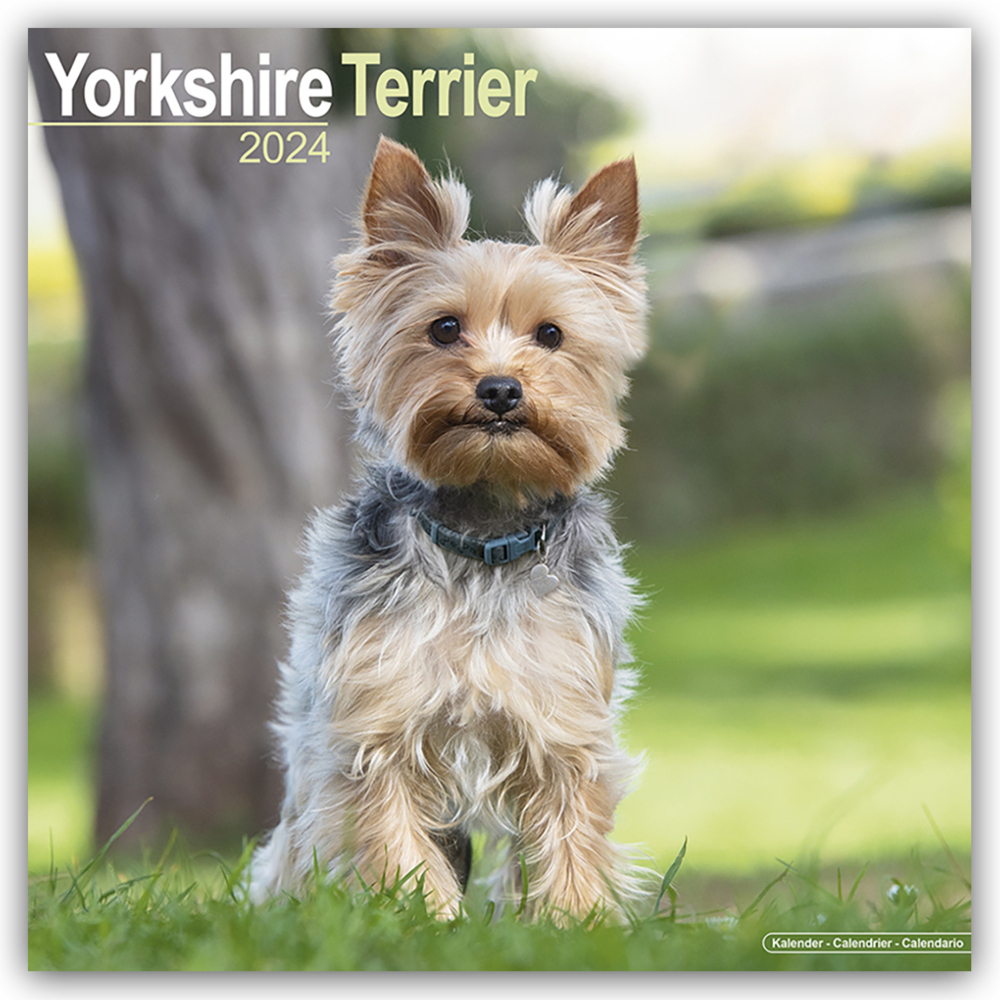 Cover: 9781804601075 | Yorkshire Terrier - Yorkshire Terrier 2024 16-Monatskalender | Ltd
