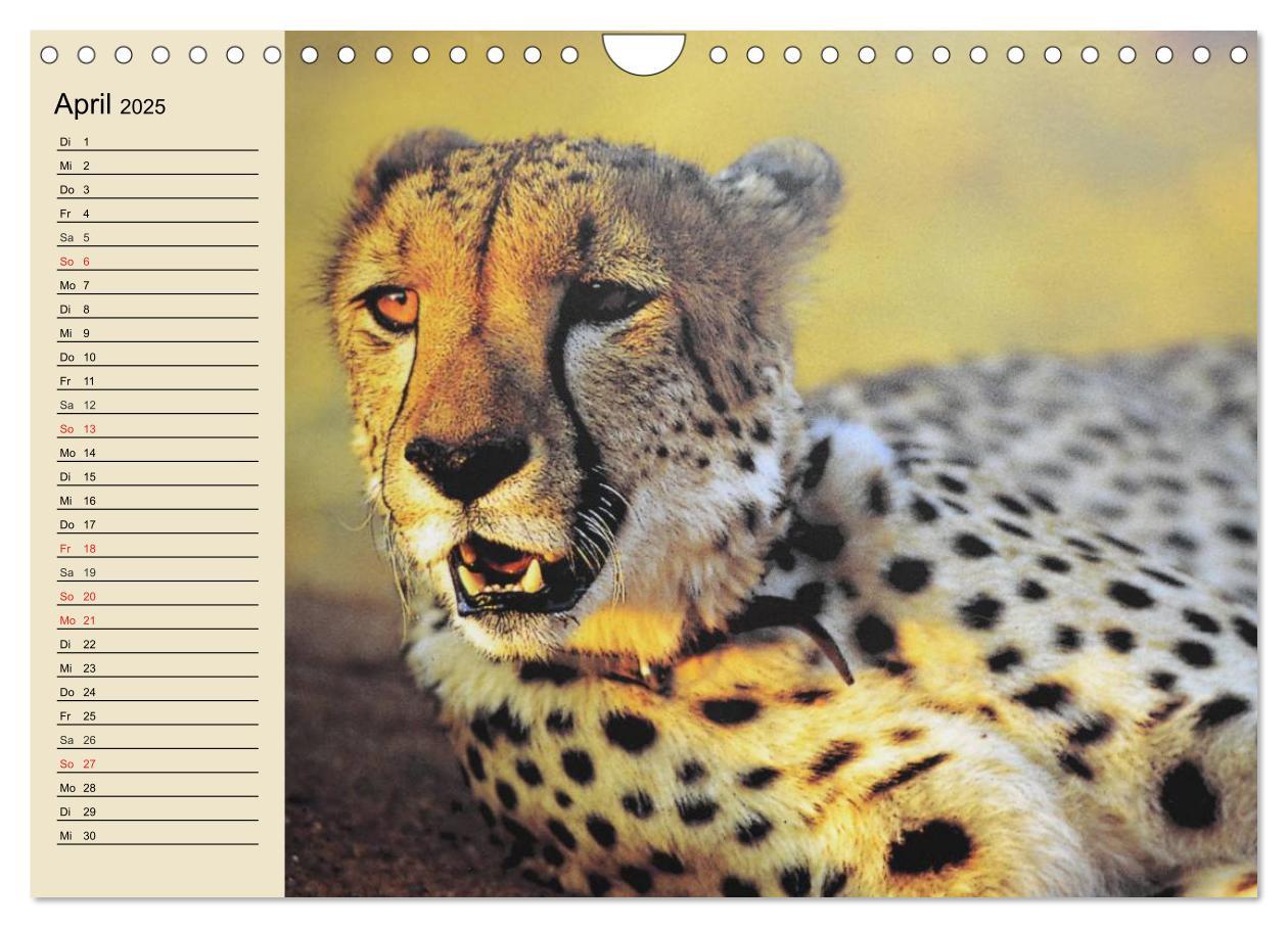 Bild: 9783435725328 | Die Lautlosen. Geparden und Leoparden (Wandkalender 2025 DIN A4...