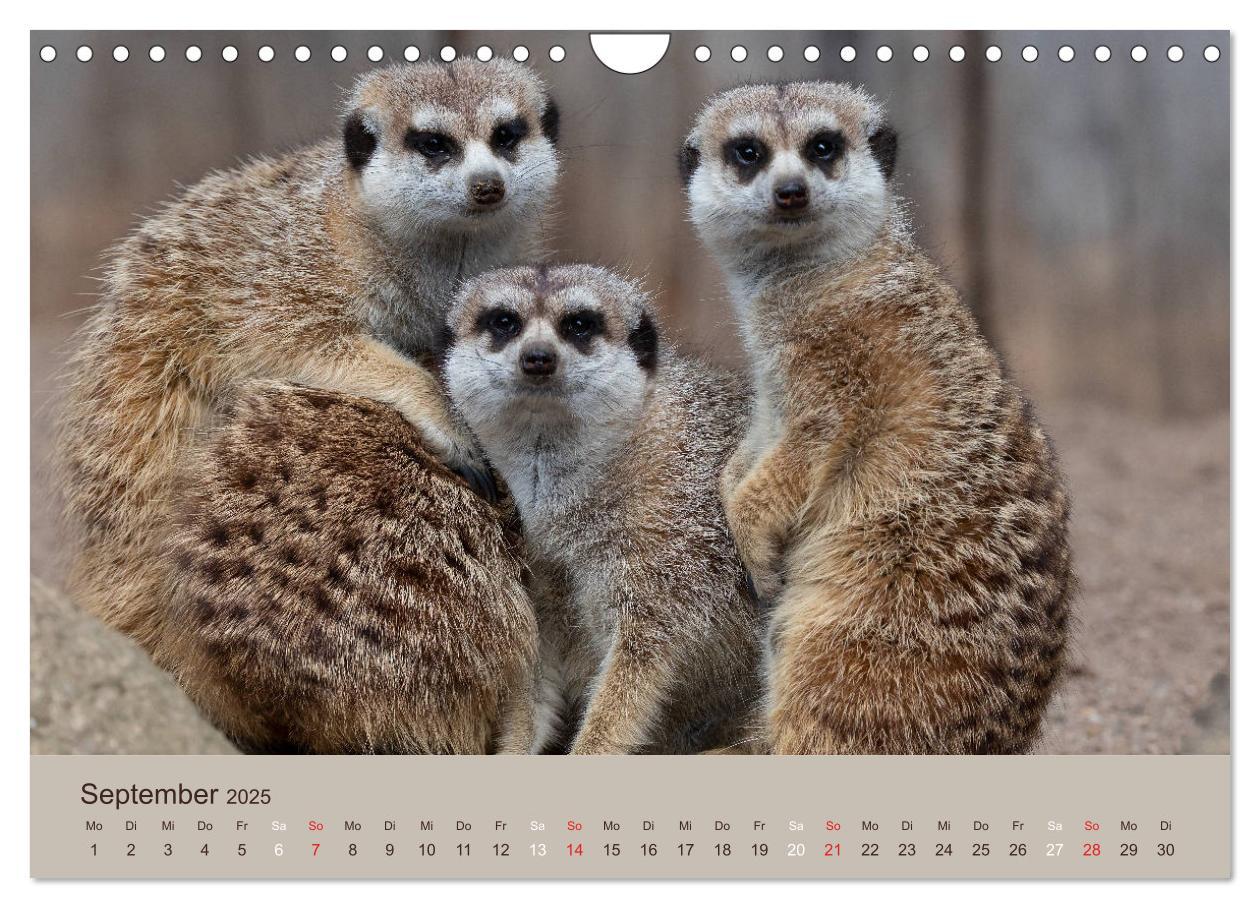 Bild: 9783435211548 | Quirlige Erdmännchen (Wandkalender 2025 DIN A4 quer), CALVENDO...