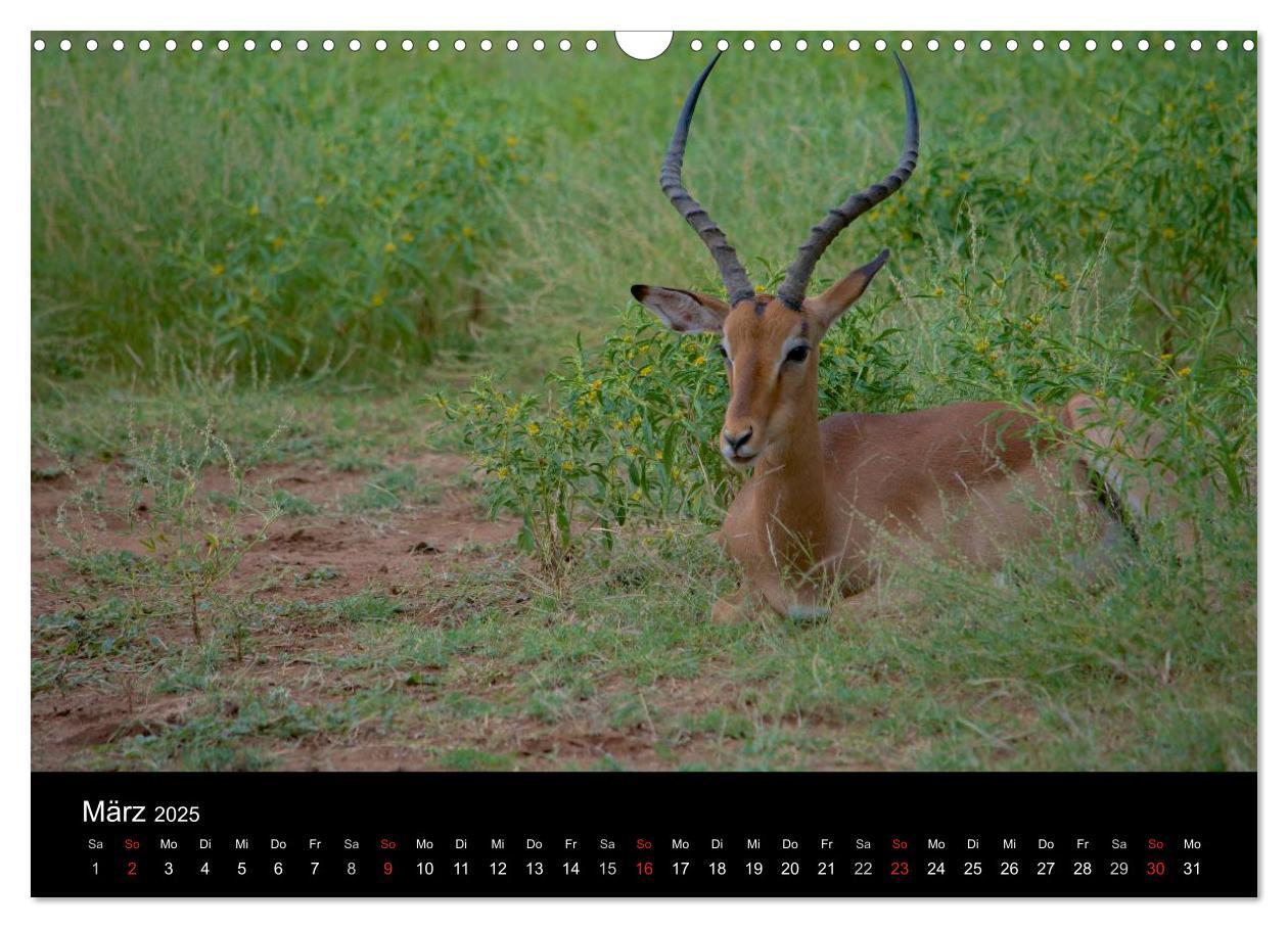 Bild: 9783435768967 | Krüger Nationalpark - Kalender 2025 (Wandkalender 2025 DIN A3...