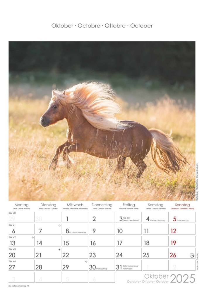 Bild: 4251732341022 | Alpha Edition - Pferde 2025 Wandkalender, 23,7x34cm, Bildkalender...