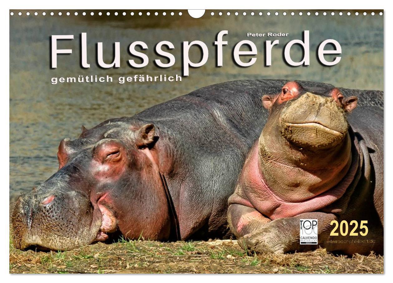 Cover: 9783435470631 | Flusspferde - gemütlich gefährlich (Wandkalender 2025 DIN A3 quer),...