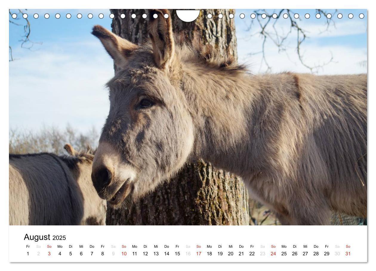 Bild: 9783435663682 | Bauernhoftiere (Wandkalender 2025 DIN A4 quer), CALVENDO...