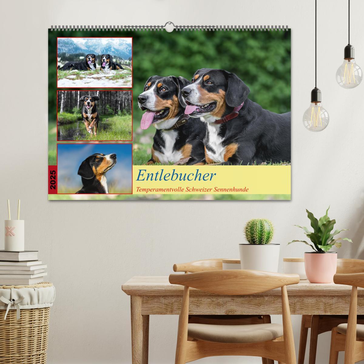 Bild: 9783457198971 | Entlebucher - Temperamentvolle Schweizer Sennenhunde (Wandkalender...