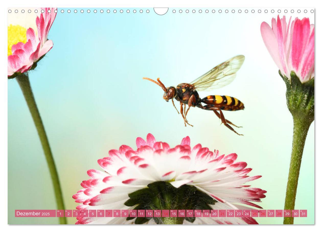 Bild: 9783435220557 | Sechs Beine in der Luft - Wildbienen im Flug (Wandkalender 2025 DIN...