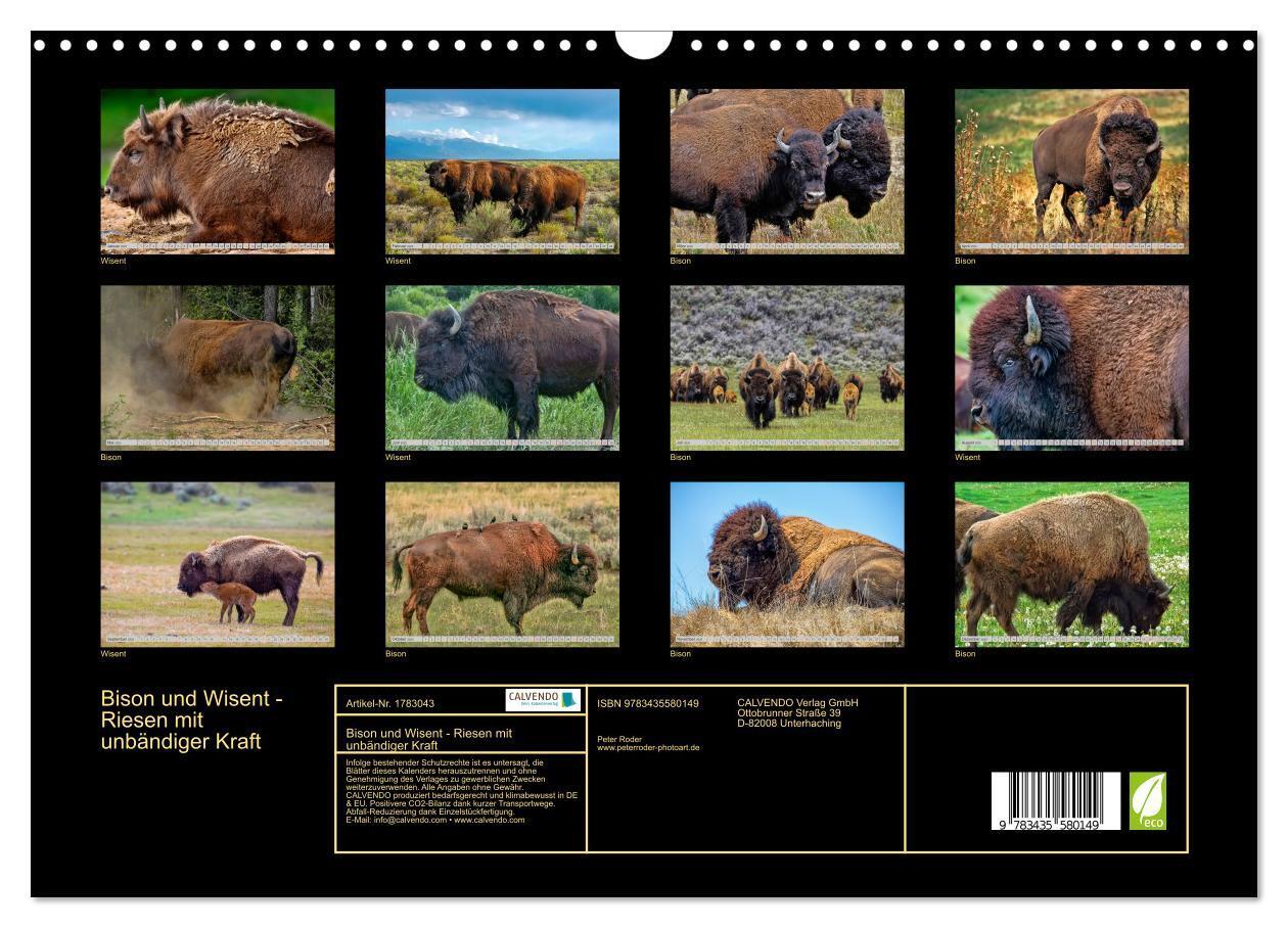 Bild: 9783435580149 | Bison und Wisent - Riesen mit unbändiger Kraft (Wandkalender 2025...