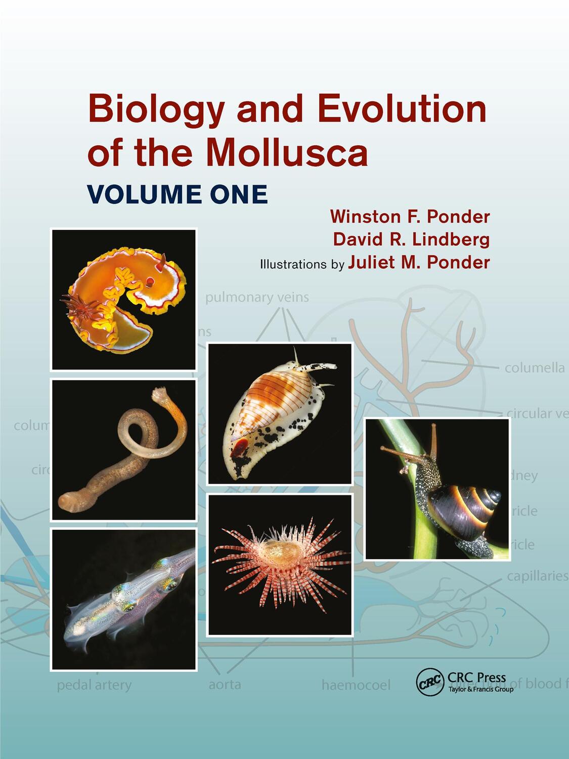 Cover: 9781032176604 | Biology and Evolution of the Mollusca, Volume 1 | Lindberg (u. a.)