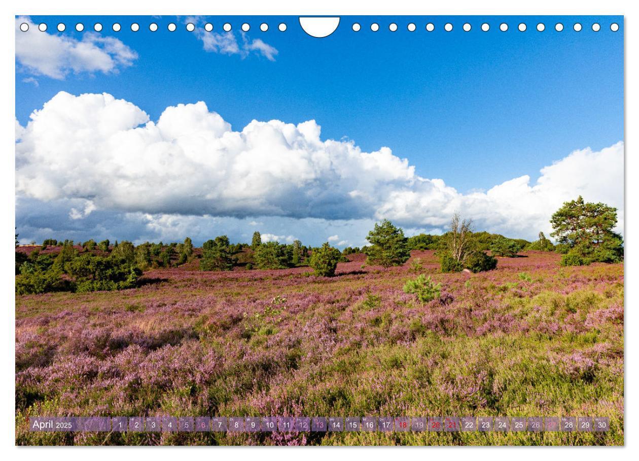 Bild: 9783383831249 | Im Blütenrausch der Lüneburger Heide (Wandkalender 2025 DIN A4...