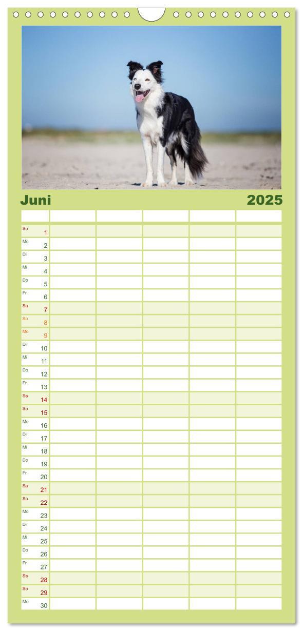 Bild: 9783457120590 | Familienplaner 2025 - Border Collies 2025 mit 5 Spalten...