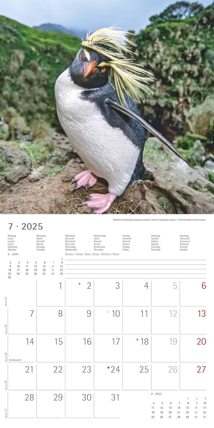 Bild: 4251732343101 | Pinguine 2025 - Broschürenkalender 30x30 cm (30x60 geöffnet) -...