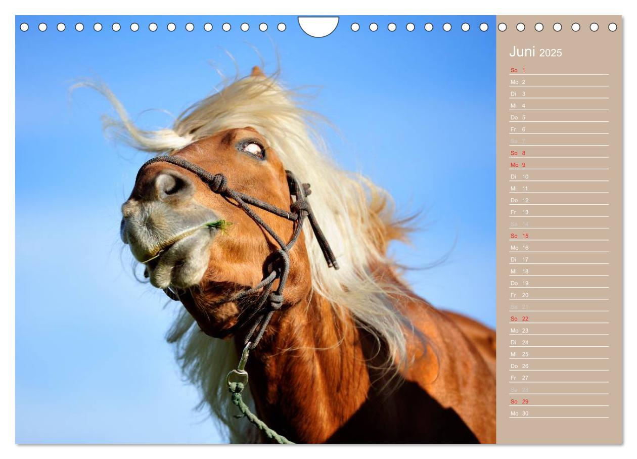 Bild: 9783435743308 | Haflinger / Geburtstagskalender (Wandkalender 2025 DIN A4 quer),...