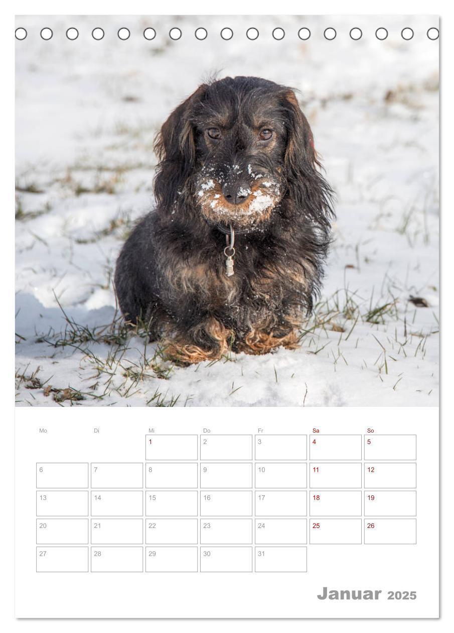 Bild: 9783435972951 | Dackelportraits (Tischkalender 2025 DIN A5 hoch), CALVENDO...