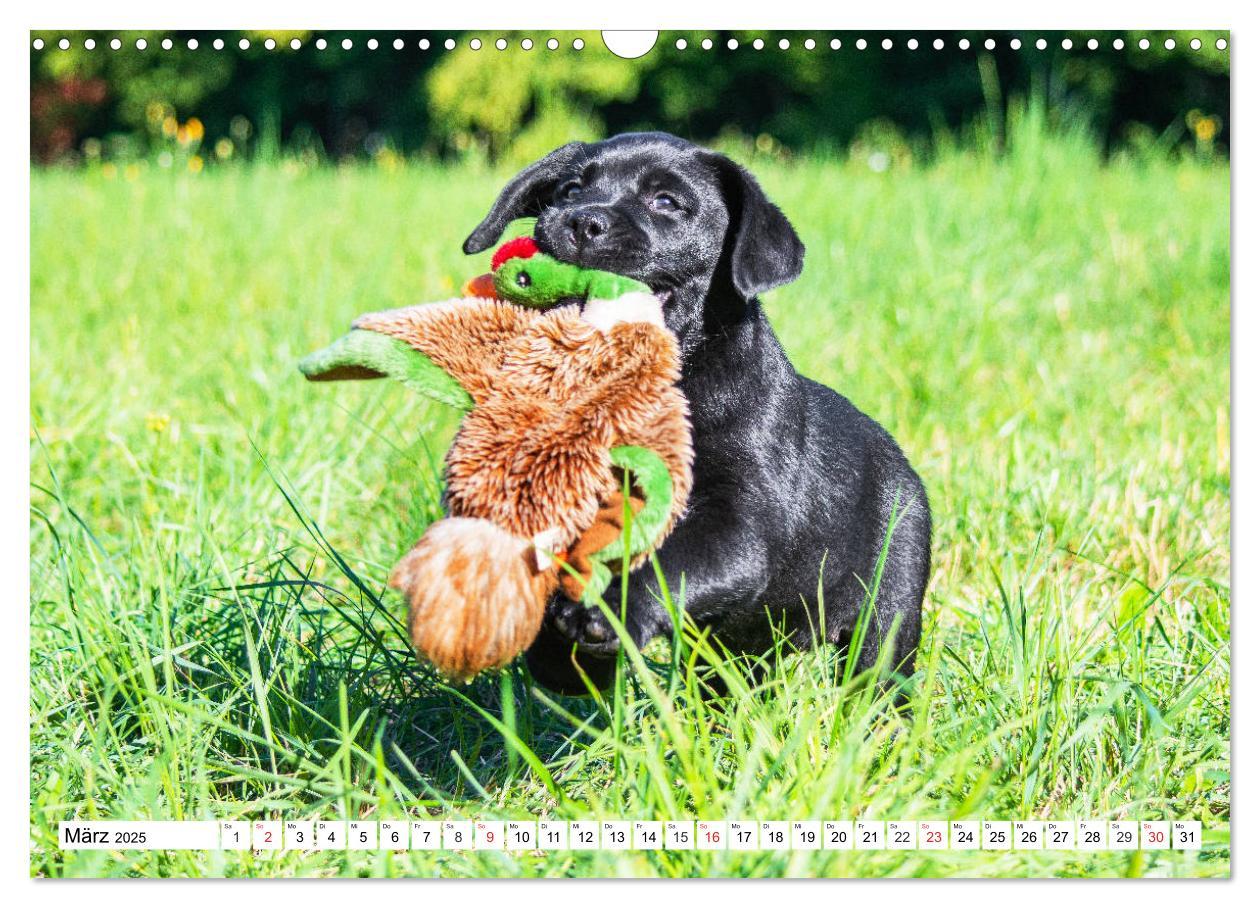 Bild: 9783435211258 | Labrador Retriever Welpen - Kleine Weltentdecker (Wandkalender 2025...