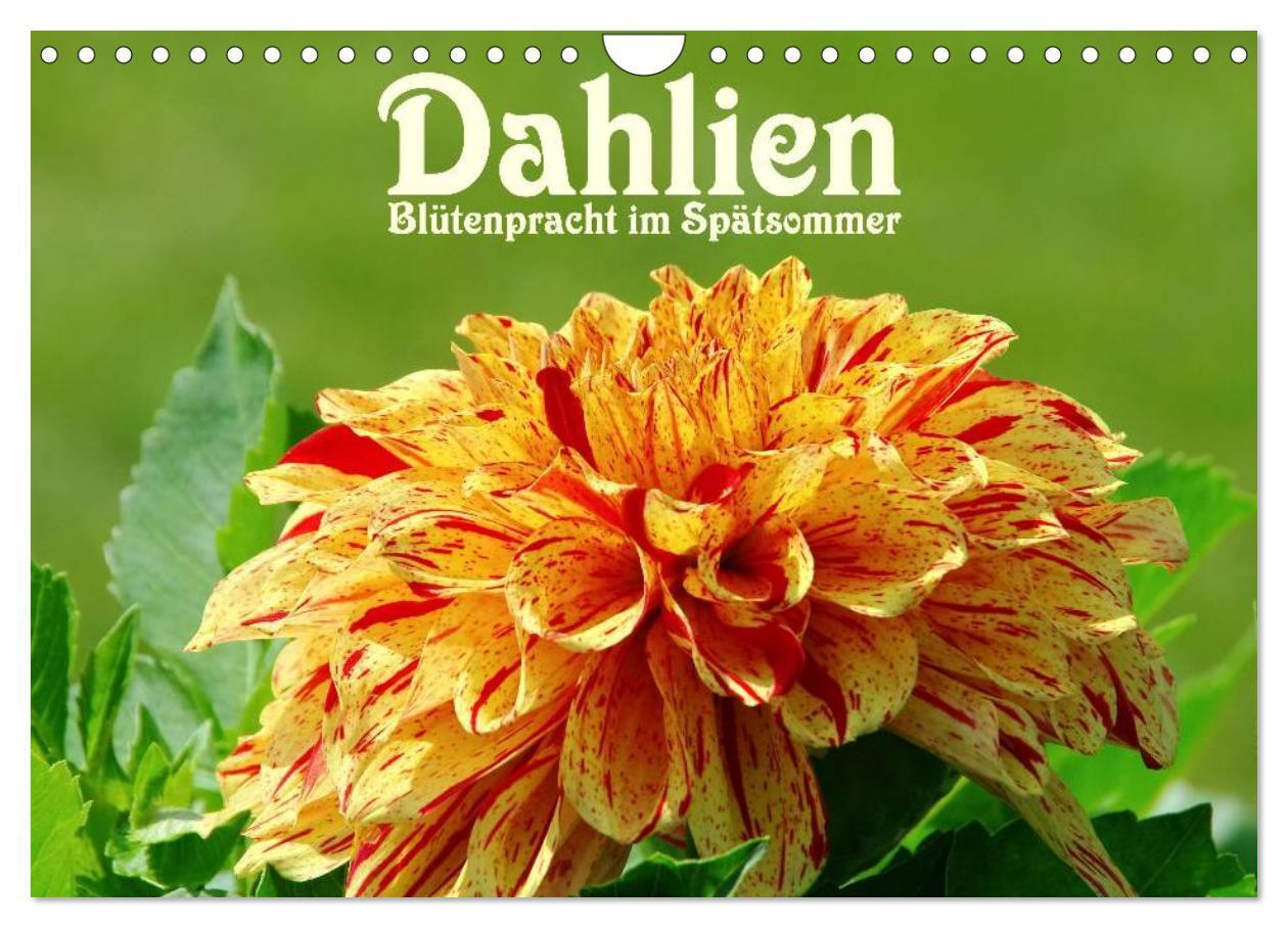 Cover: 9783383517228 | Dahlien - Blütenpracht im Spätsommer (Wandkalender 2024 DIN A4...