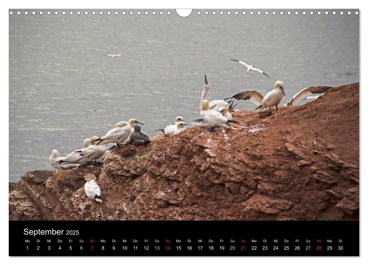 Bild: 9783435730766 | Helgoland - idyllische Nordseeinsel (Wandkalender 2025 DIN A3...