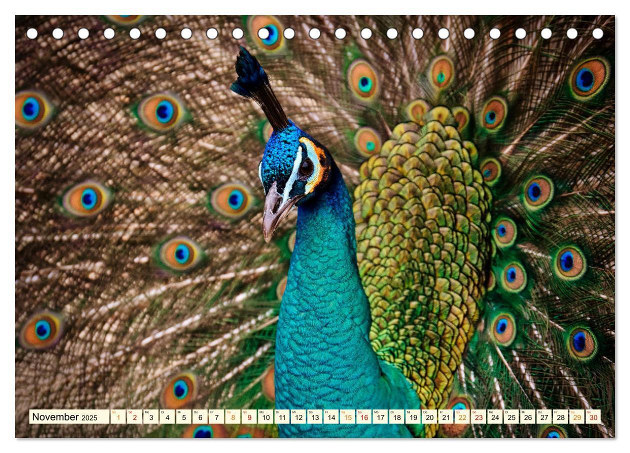 Bild: 9783383946745 | Schöner Pfau (Tischkalender 2025 DIN A5 quer), CALVENDO Monatskalender