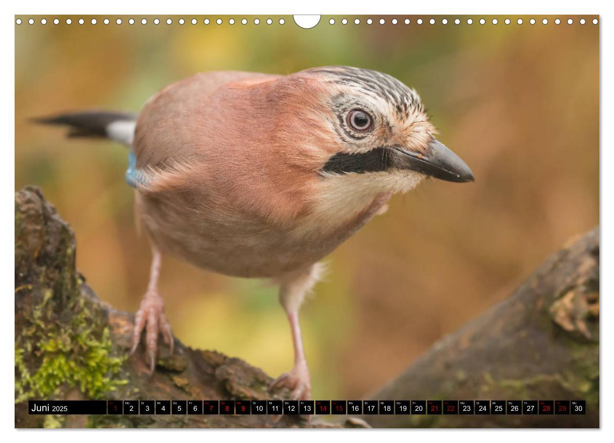 Bild: 9783435381128 | Vögel aus dem Garten (Wandkalender 2025 DIN A3 quer), CALVENDO...