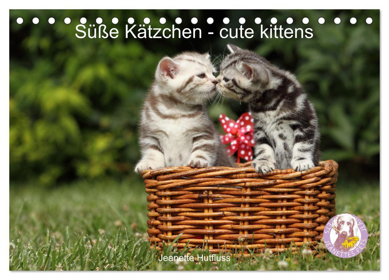 Cover: 9783675932647 | Süße Kätzchen - cute kittens (Tischkalender 2024 DIN A5 quer),...